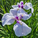 Japanese Iris