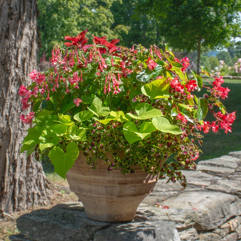 Hummingbird Container Garden | White Flower Farm