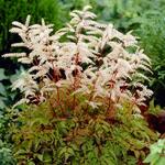  Aruncus 'Horatio'