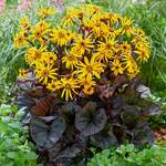  Ligularia dentata 'Britt-Marie Crawford'