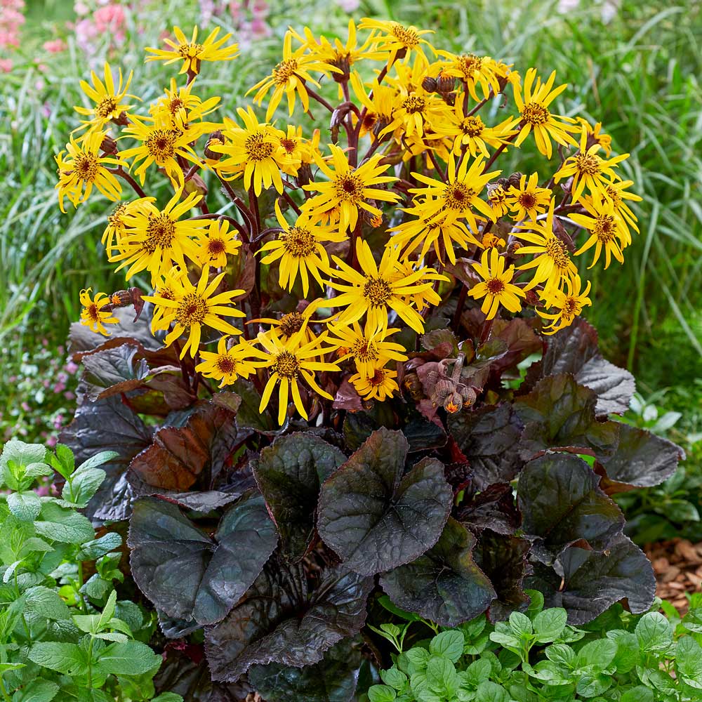 Ligularia dentata 'Britt-Marie Crawford'
