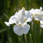  Iris sibirica 'White Swirl'