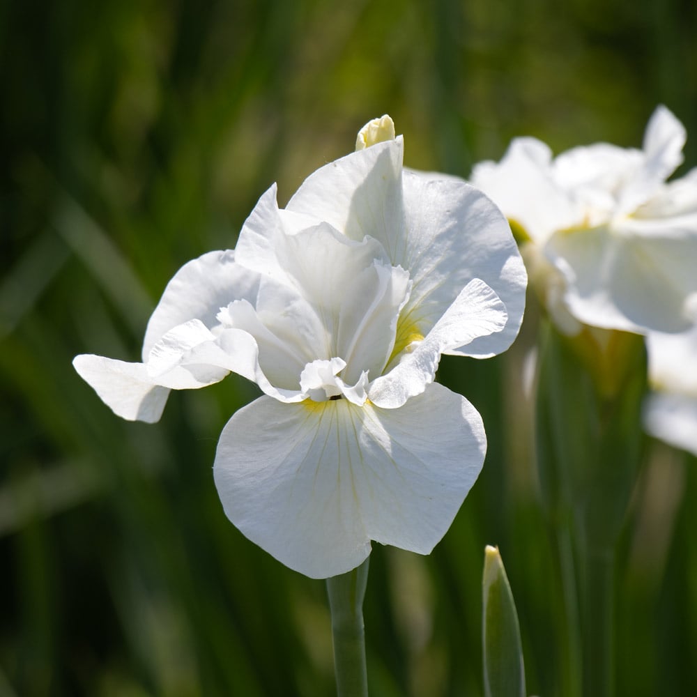 Iris sibirica 'White Swirl'