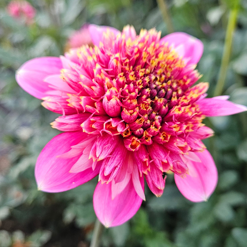 Dahlia 'Alyshia' | White Flower Farm