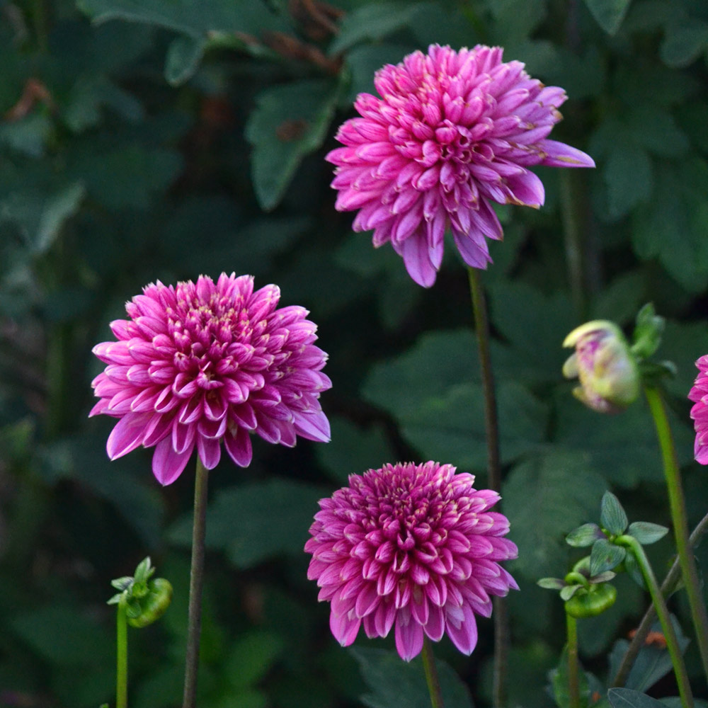 Dahlia 'Alyshia' | White Flower Farm