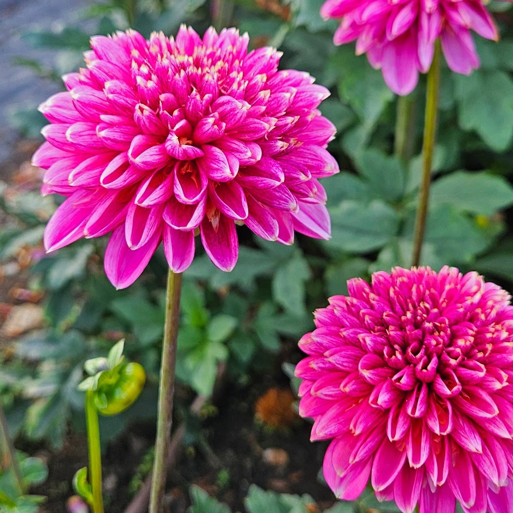 Dahlia 'Alyshia' | White Flower Farm