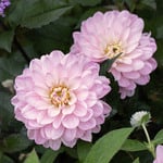   Dahlia 'Melody Harmony'