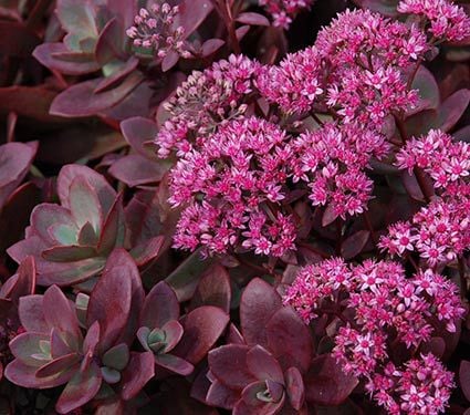 Sedum SunSparkler® 'Firecracker'