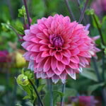  Dahlia 'Feline Yvonne'