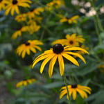  Rudbeckia fulgida 'Forever Gold'