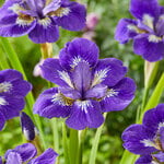  Iris sibirica 'I See Stars'