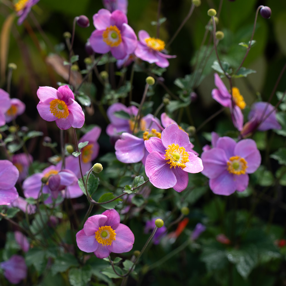 Anemone x hybrida 'September Charm' | White Flower Farm
