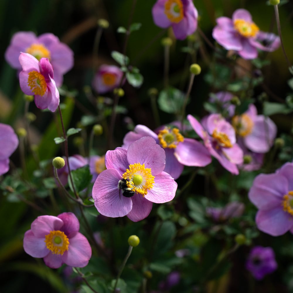 Anemone x hybrida 'September Charm' | White Flower Farm