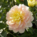 Dahlia 'Day Dreamer' | White Flower Farm