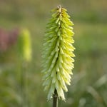  Kniphofia 'Ice Queen'
