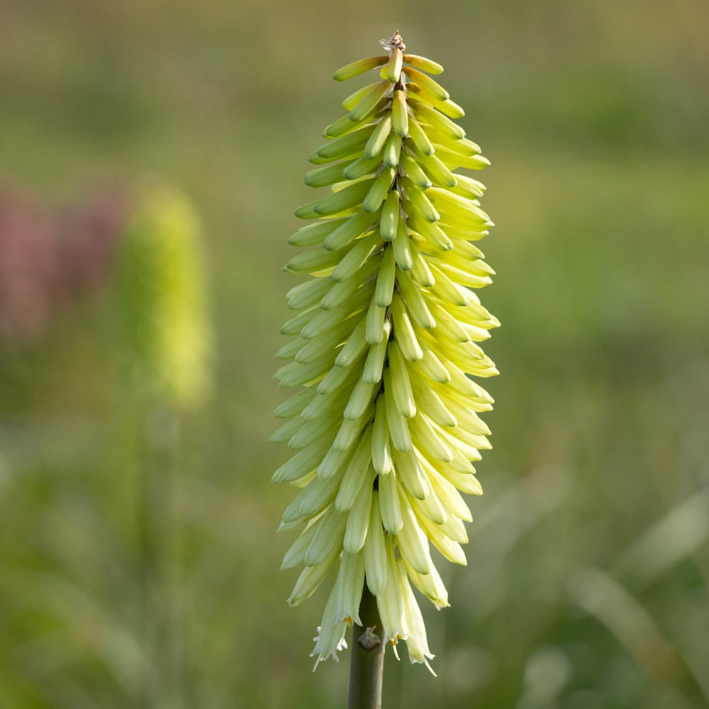 Kniphofia 'Ice Queen'