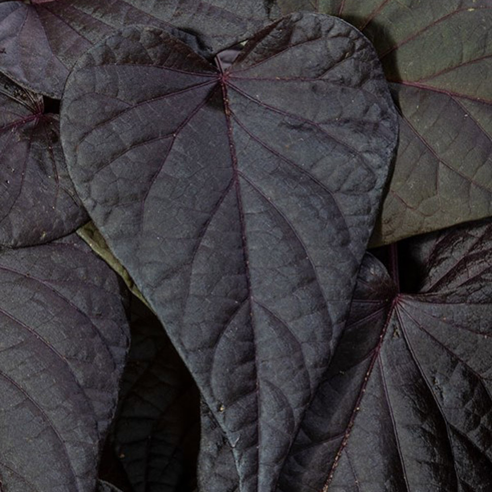 Ipomoea Sweet Georgia® Heart Purple