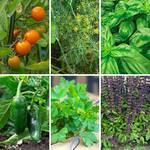  Kitchen Classics Raised Bed Garden