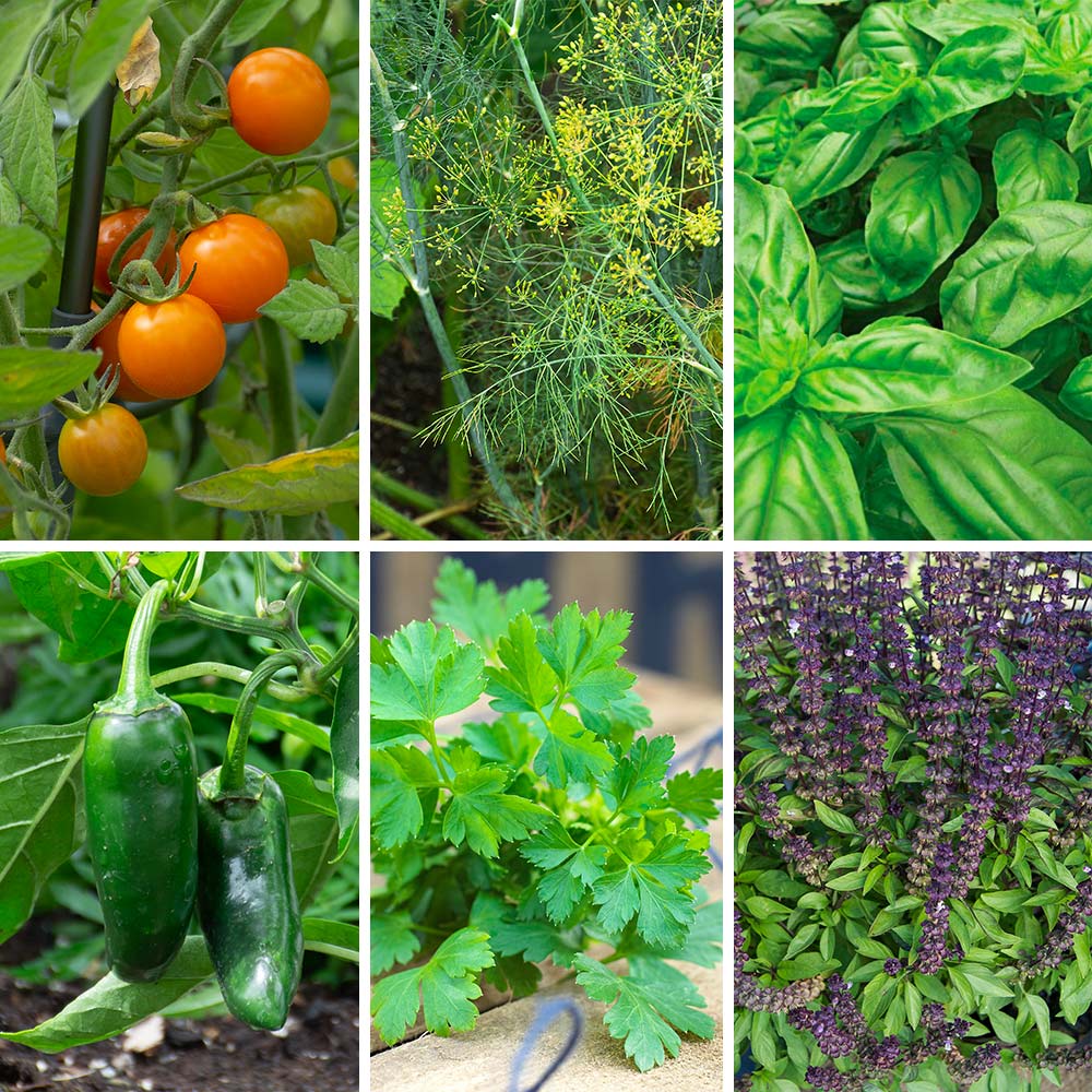 Kitchen Classics Raised Bed Garden
