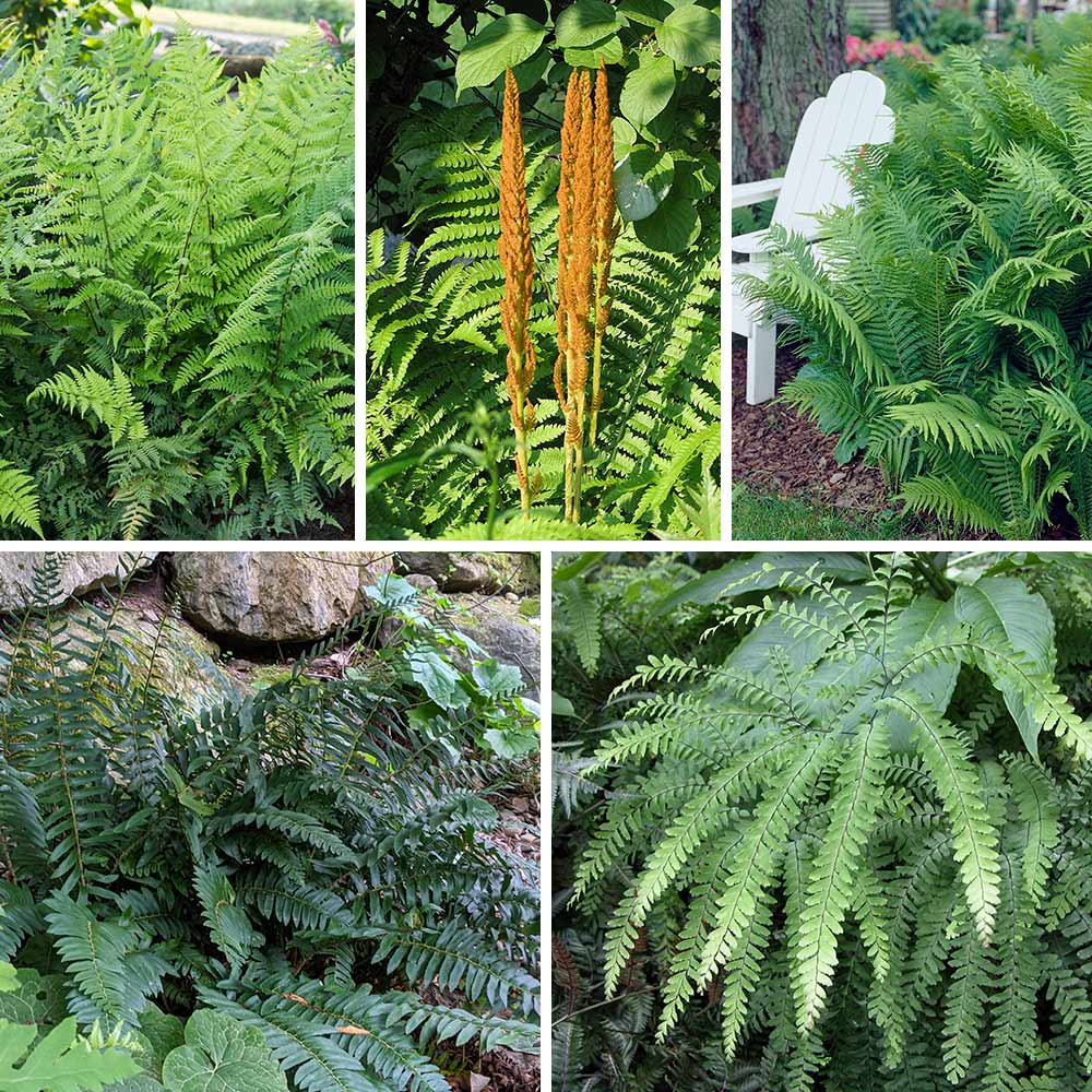 Native Fern Sampler
