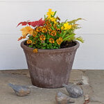  Tiger's Eye Spring Container Garden