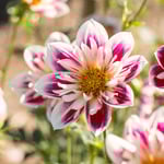  Dahlia 'Fashion Monger'
