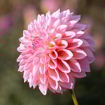  Dahlia 'Coralie'