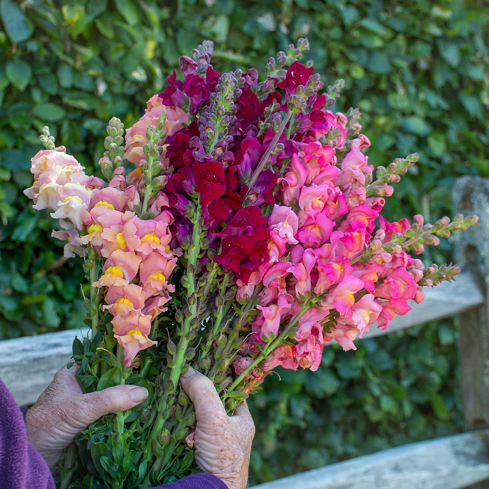 Toulon Snapdragon Trio