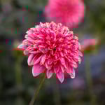  Dahlia 'Alyshia'