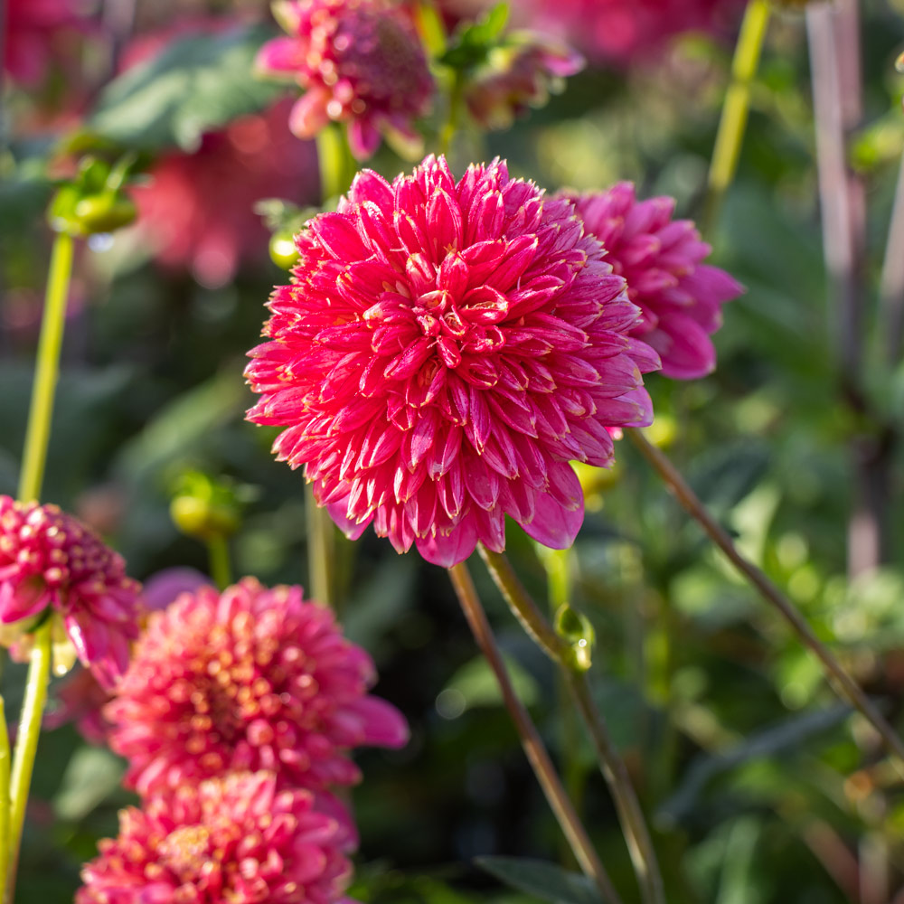 Dahlia 'Alyshia' | White Flower Farm