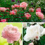  Award-Winning Peony Trio
