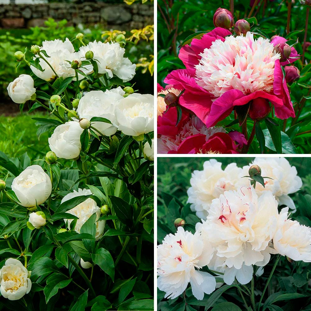 Fragrant Peony Collection