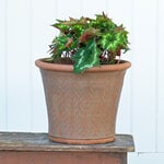  Whichford Beech Leaf Planter