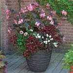  Bright Stars Container Garden 