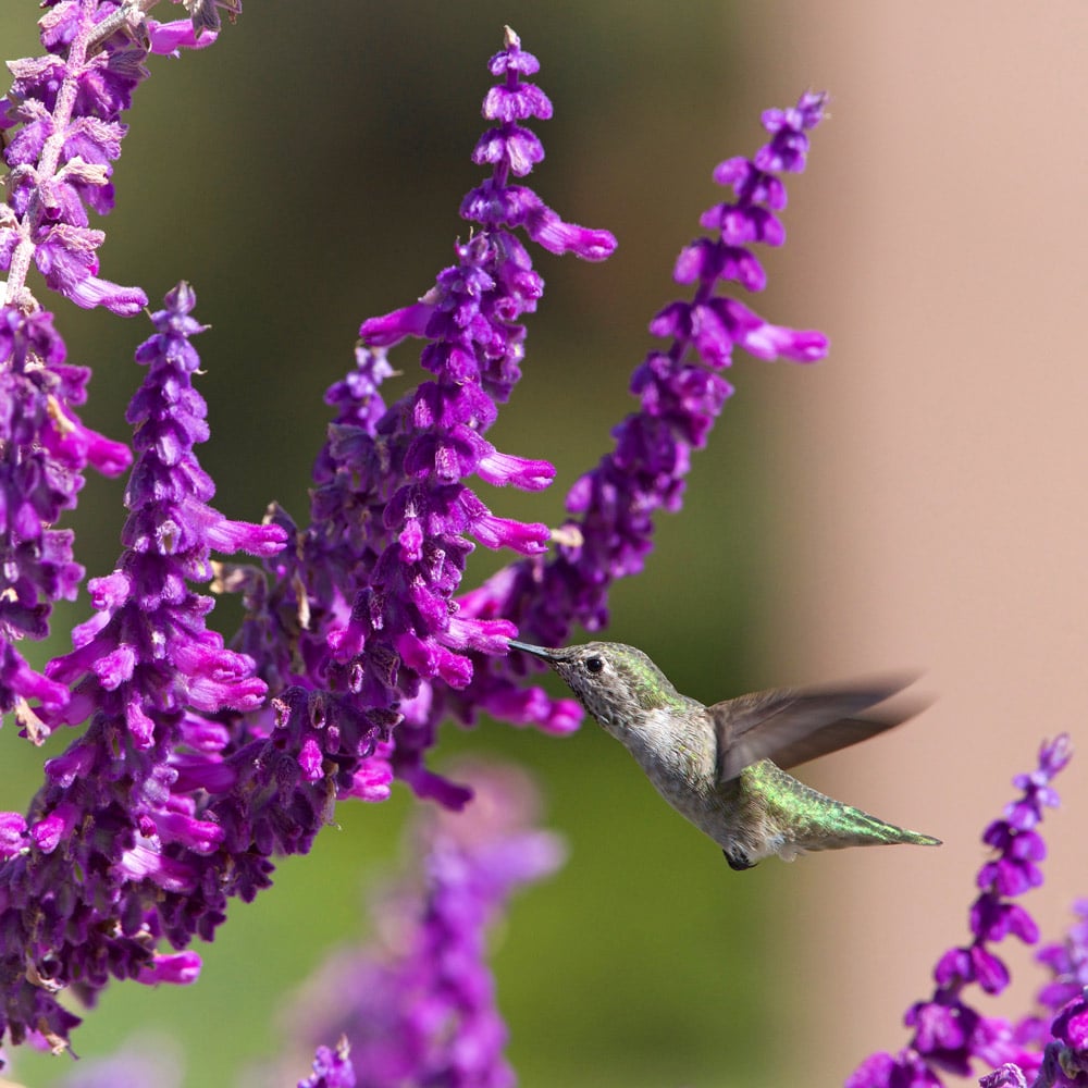 Salvia leucantha