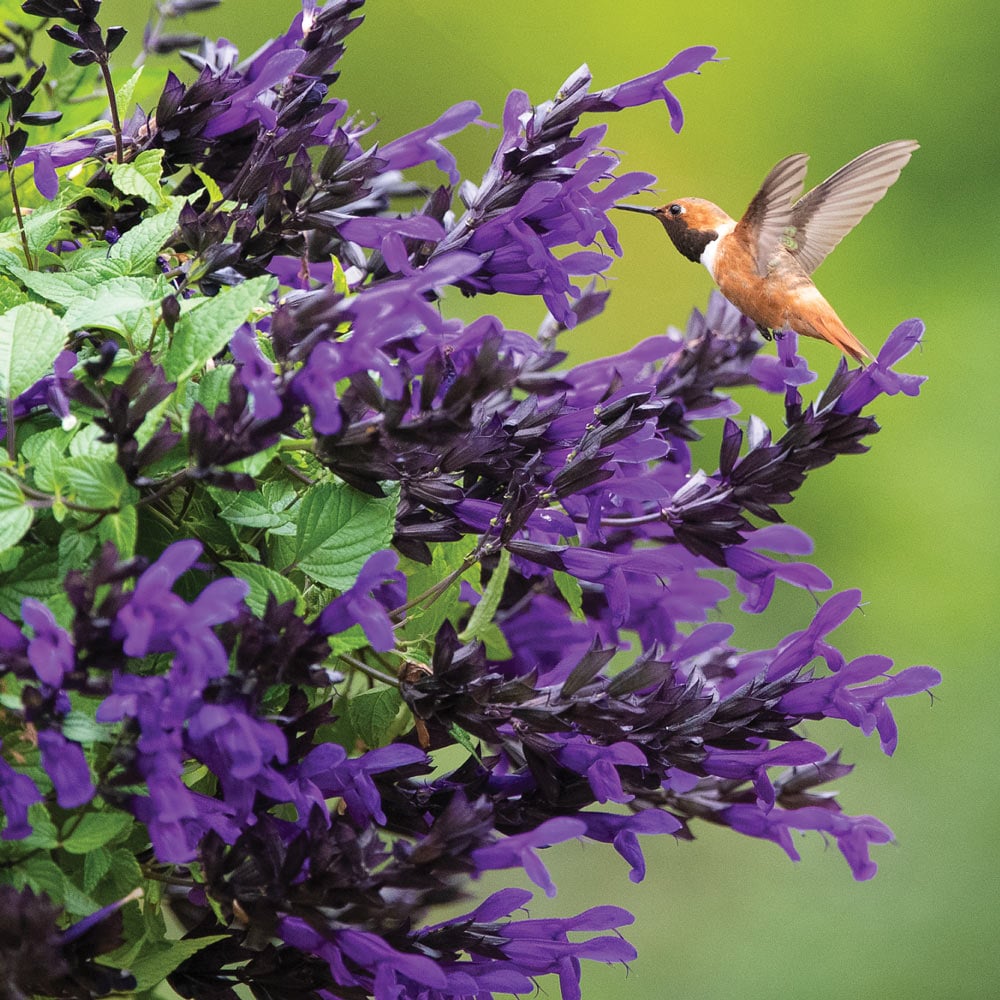 Plants for Hummingbirds