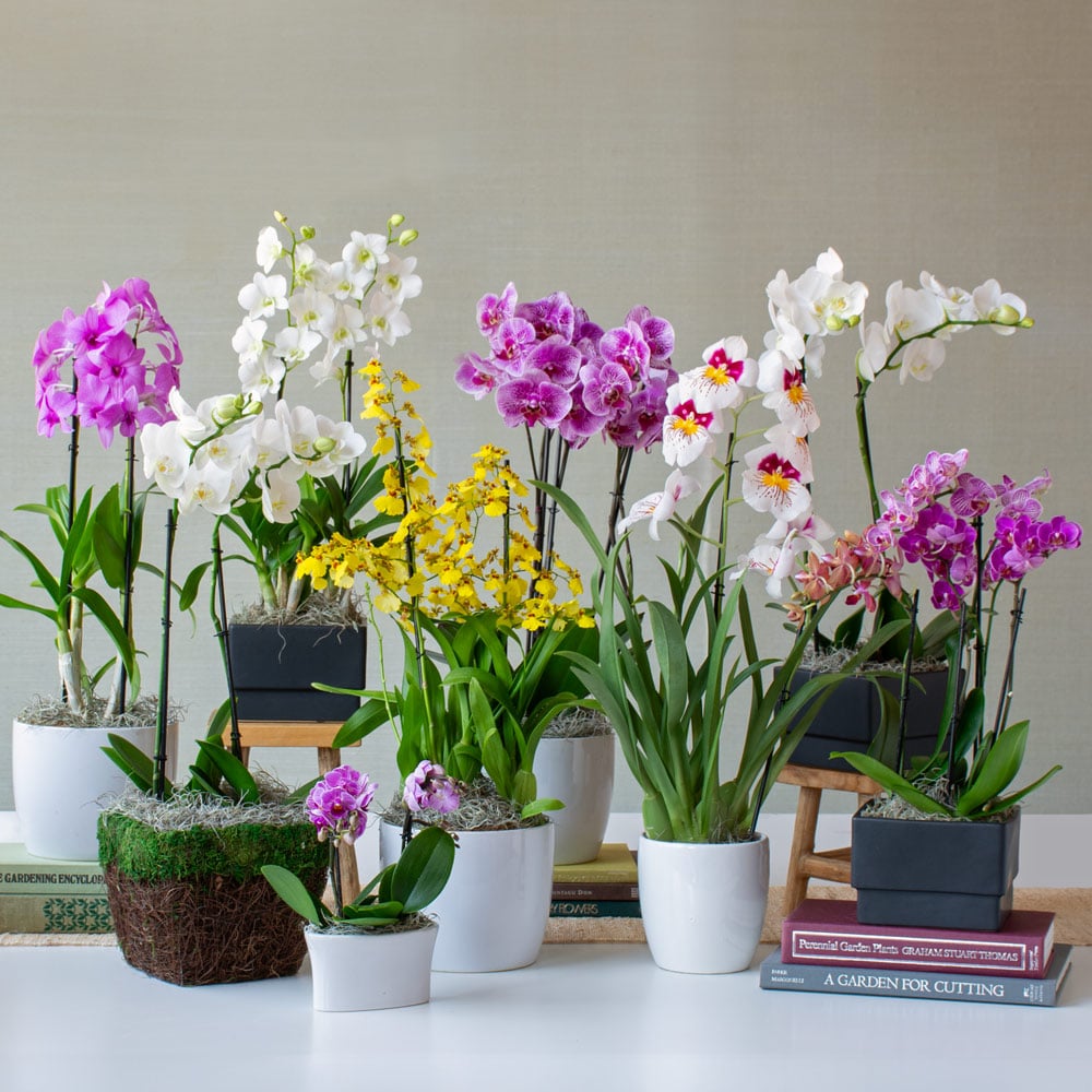 Orchids