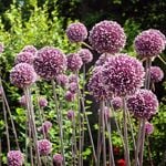  Allium 'Summer Drummer'