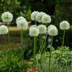  Allium stipitatum 'White Giant'