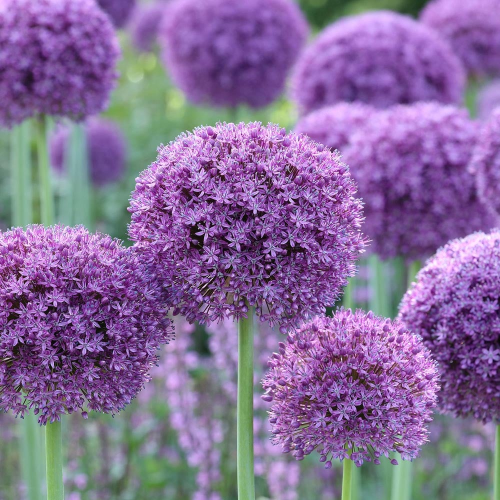 Allium 'Gladiator'