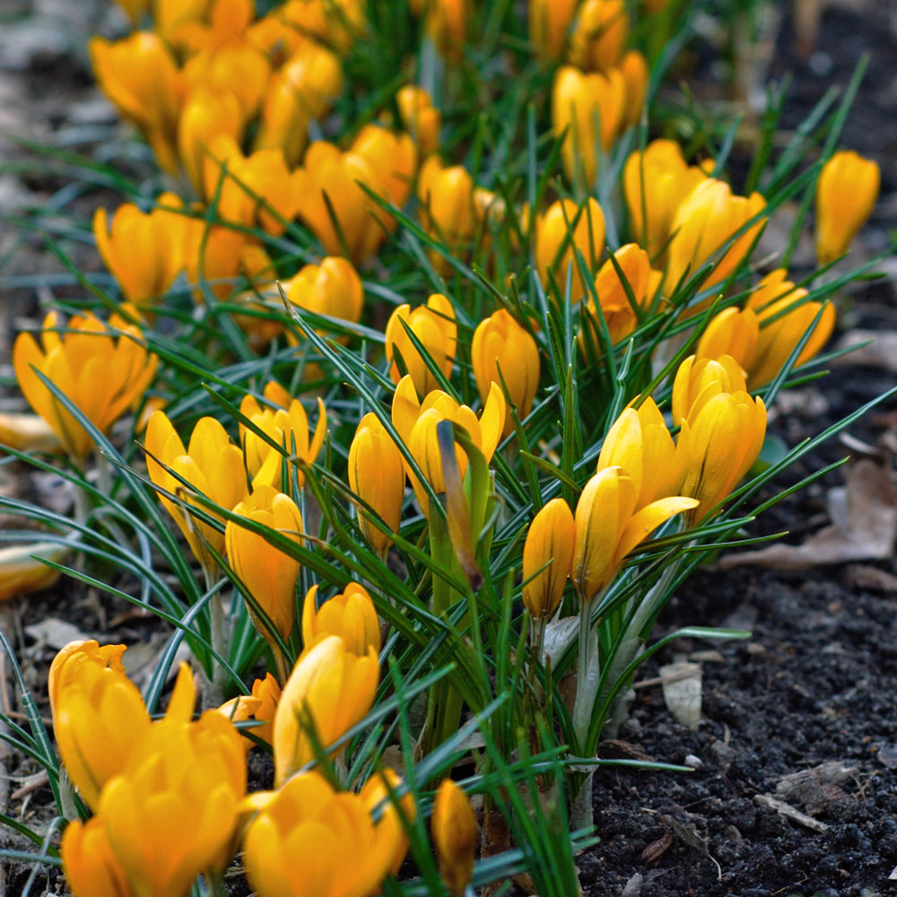 Crocus x luteus 'Golden Yellow' (25 bulbs per bag)
