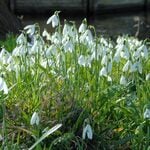  Galanthus nivalis