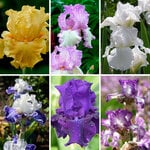  Reblooming Tall Bearded Iris Collection