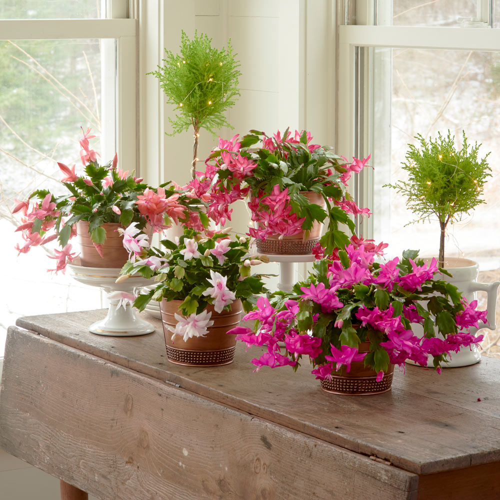 Holiday Cactus