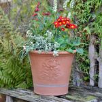  Whichford Peony Planter
