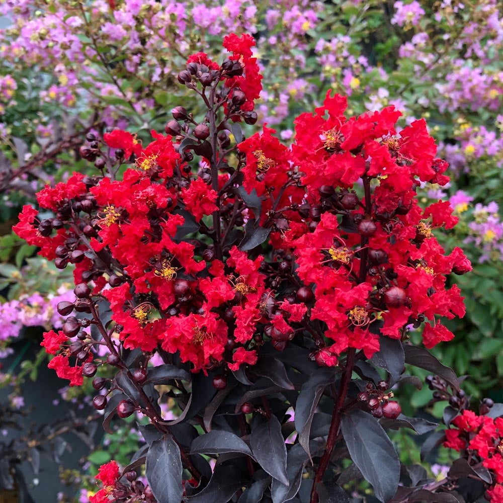 Lagerstroemia indica Center Stage™ Red