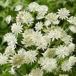  Astrantia major Sparkling Stars White