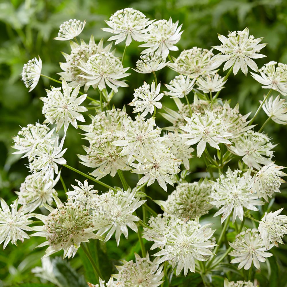 Astrantia