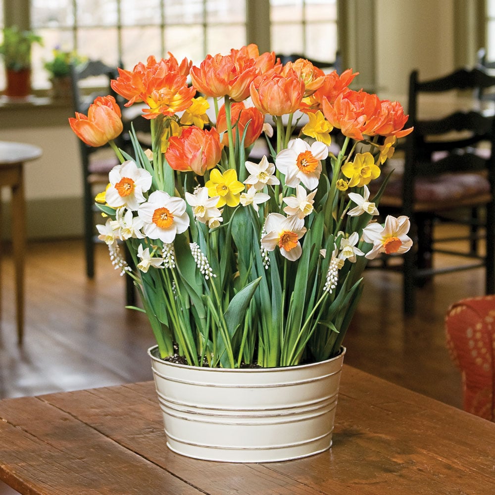 Apricot Marmalade Bulb Collection in large metal cachepot | White