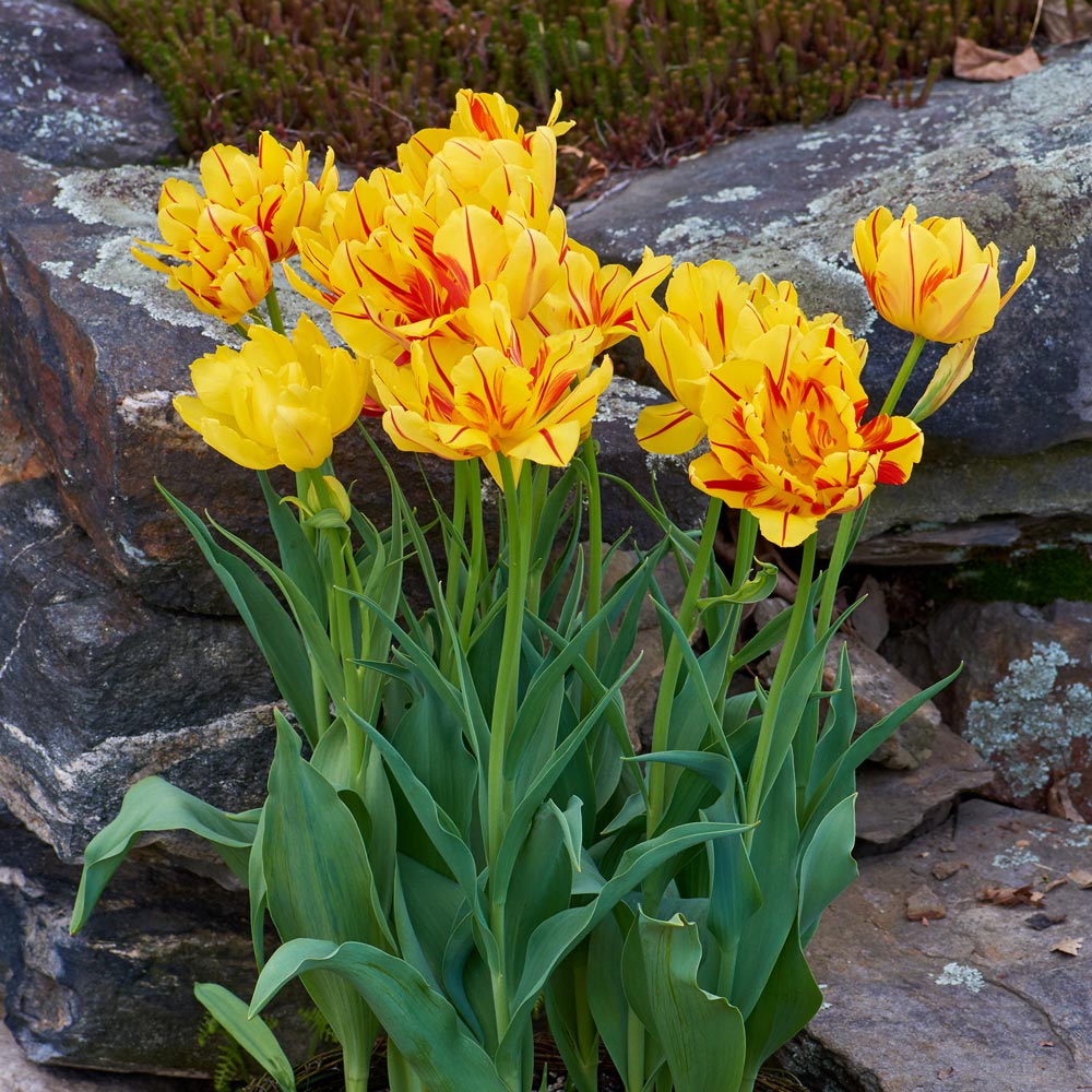 Tulip 'Monsella,' Ready-to-Bloom 